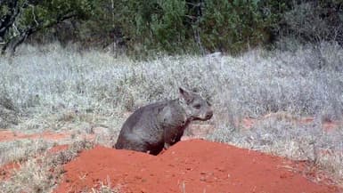 Un wombat à nez poilu du Nord, dans le parc national forestier d'Epping, en Australie.