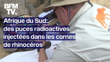 Afrique du Sud: des puces radioactives injectées dans les cornes de rhinocéros pour lutter contre le braconnage