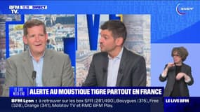 Alerte au moustique tigre partout en France - 06/07