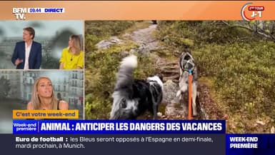 Animal : anticiper les dangers des vacances - 06/07