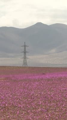 Au Chili, le désert d'Atacama, l'un des plus arides au monde, est en fleurs 