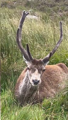  Victime du surtourisme en Écosse, l’emblématique cerf Callum est mort 