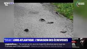 "C'est hallucinant d'en voir autant": après les orages, l'invasion des écrevisses de Louisiane en Loire-Atlantique