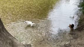 Des chiens se promenant sur les rives du Loup, dans les Alpes-Maritimes.