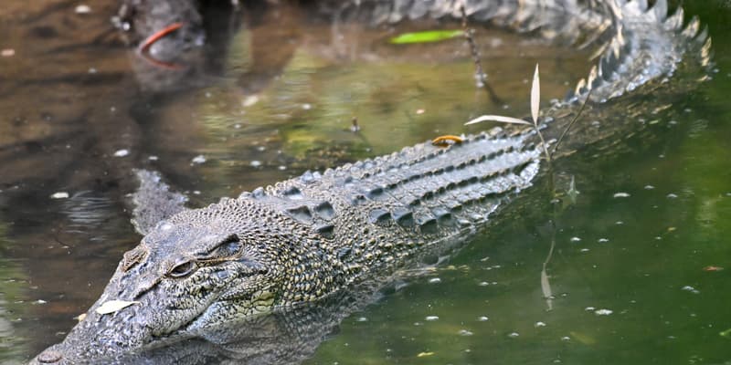 Un crocodile photographiée en 2022 dans une réserve de Singapour. 