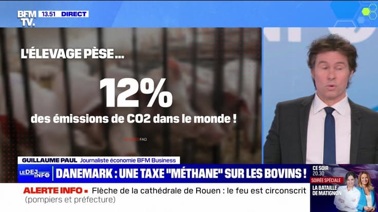 Danemark : une taxe "méthane" sur les bovins ! - 11/07