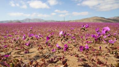 Des fleurs dans le désert chilien d'Atacama, le plus aride de la planète, le mercredi 10 juillet 2024