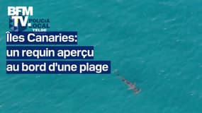 Îles Canaries: un requin aperçu au bord d'une plage  