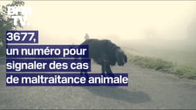 Le 3677, le nouveau numéro d'appel national pour signaler des cas de maltraitance animale 