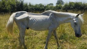 Le cheval dénutri a été retrouvé à Val d’Arry, ce mercredi 26 juin.