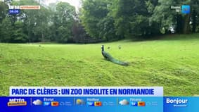 Normandie: le zoo insolite du parc de Clères, dans les jardins d'un château