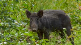 comment être indemnisé d'un accident de voiture à cause d'un animal sauvage ?
