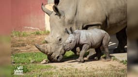 Le bébé rhinocéros blanc né au Safari de Peaugres en juin 2024.