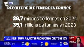 "Tout ça, c'est lié à un excès d'eau": la récolte de blé tendre en chute de 15% sur un an en France