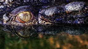 Un crocodile dans le Crocodylus Park de Darwin, dans le Territoire du Nord, en Australie