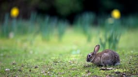 Un lapin de garenne (illustration)