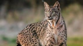 Les lynx ibériques ne sont plus menacés d'extinction en Espagne. 