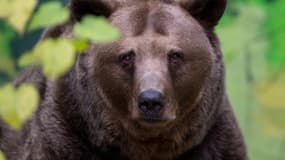 Un ours brun du zoo de Bratislava, en Slovaquie, le 13 novembre 2014. PHOTO D'ILLUSTRATION