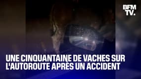 Une cinquantaine de vaches sur l'autoroute A43 après l'accident d'une bétaillère