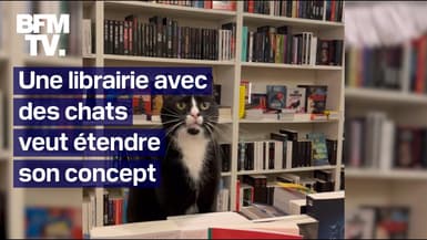 Une librairie remplie de chats issus de refuges veut étendre son concept en France et à l'étranger