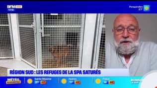 Var: la SPA se prépare pour la saison estivale, malgré la saturation de plusieurs refuges dans le Sud