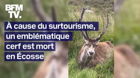  Victime du surtourisme en Écosse, l’emblématique cerf Callum est mort 